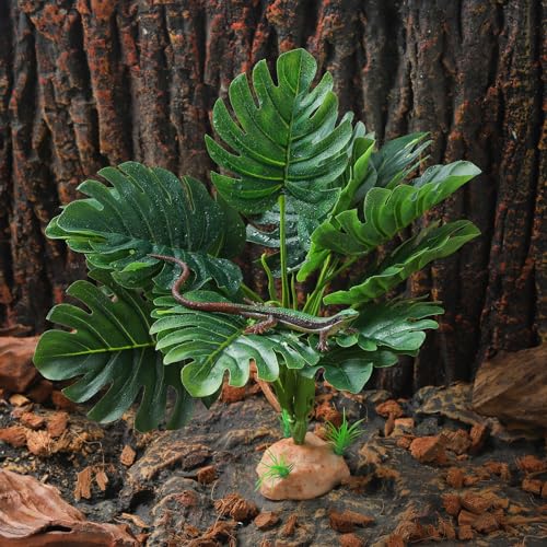 Reptile Plants (Monstera)