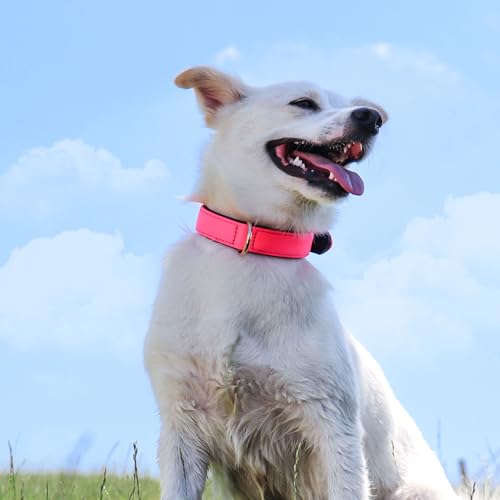 Soft Padded Dog Collars for Small Dogs (Pink / M: Fit 11-15" Neck)