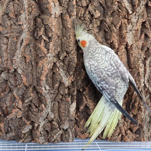4 Pack Natural Cork Bark Bird Perch Stand (15.7 × 11.8 inch)