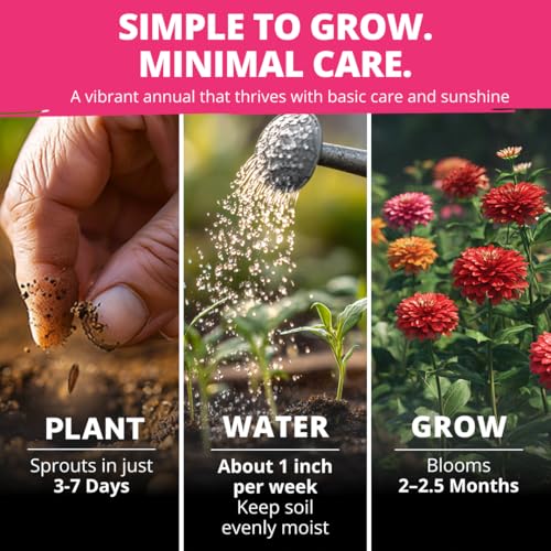 Zinnia Dahlia Seeds