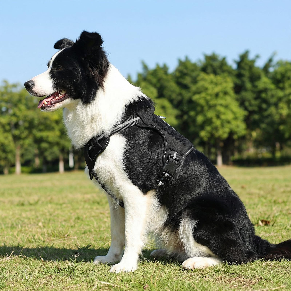 No Pull Dog Harness (Large)