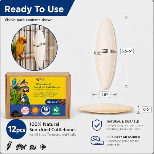 3.5 4″ Cuttlebone for Birds (12 Count (Pack of 1))