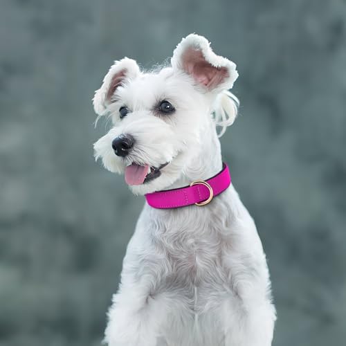 Soft Padded Dog Collars for Small Dogs (Rose Purple / M: Fit 11-15" Neck)