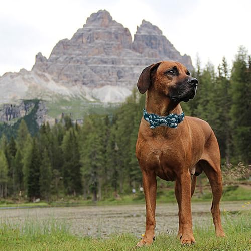 Dog Collar Dinosaurs Print Pet Collars with Bow Soft Cutton Boy Puppy Gift Adjustable Blue Bowtie Dog Collar for Large Dogs (Fossil Dinosaurs / Large (Pack of 1))