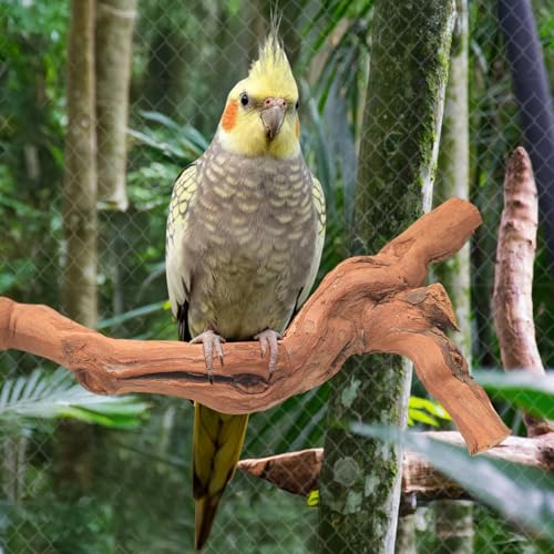 3 Piece Premium Bird Perch Stand with Natural Grape Wood Branch (Grape / 3Piece)