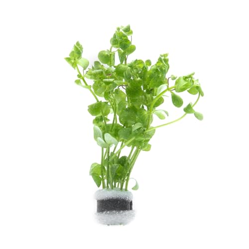 Live Aquarium Stem Plants (Lead Bunch - 1 Pack / Bacopa Australis)