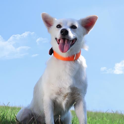Soft Padded Dog Collars for Small Dogs (Orange / M: Fit 11-15" Neck)