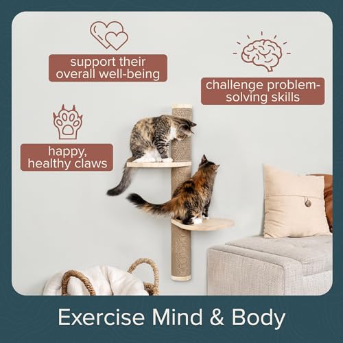 Cat Climbing Wall System (Wall Mount / Ascentials Sunrise Steps)