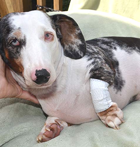 Basic Leg Bandages for Dogs (3XS 10-Pack)