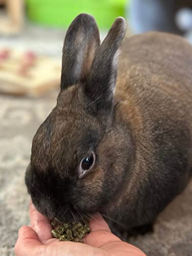 Adult Rabbit Food Alfalfa Timothy Hay (10 Pound (Pack of 1))