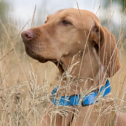 Biothane Waterproof Dog Collar Strong Coated Nylon Webbing with Black Hardware Odor (W1" x L18-22" / Cerulean Blue)