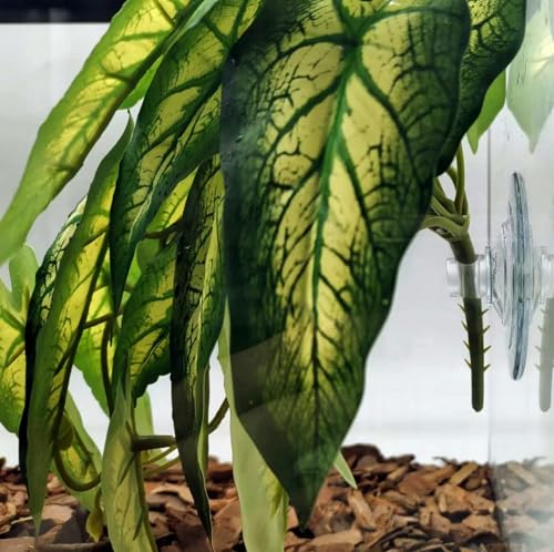 Reptile Plants for Terrarium (Alocasia Odora-b)