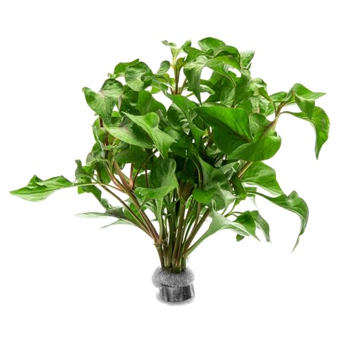 Live Plants Alternanthera Amabilis Tricolor (Lead Bunch - 1 Pack / Alternanthera Amabilis Tricolor)