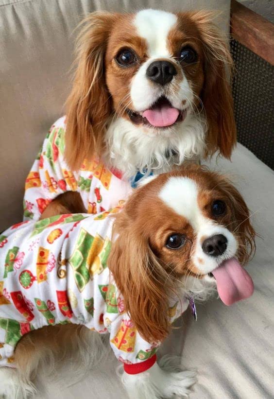 Small Dogs Christmas Outfit Soft Puppy Onesies Pjs Dog Pajamas Pet Coat Cat Apparel Comfy Doggie Jumpsuit Bodysuit for All Seasons (Xmas17 / Medium)