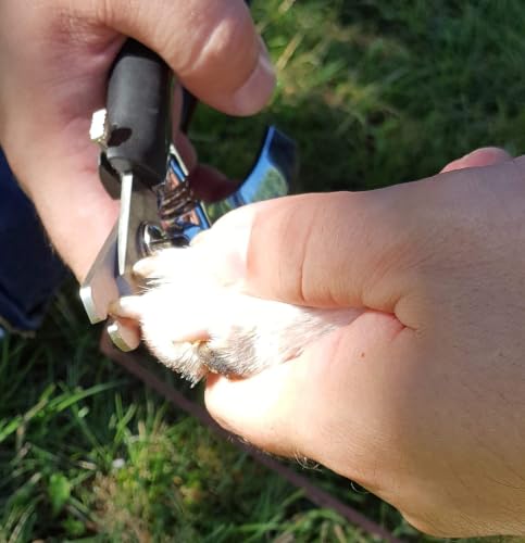 Dog Nail Clippers (Regular Trimmer)