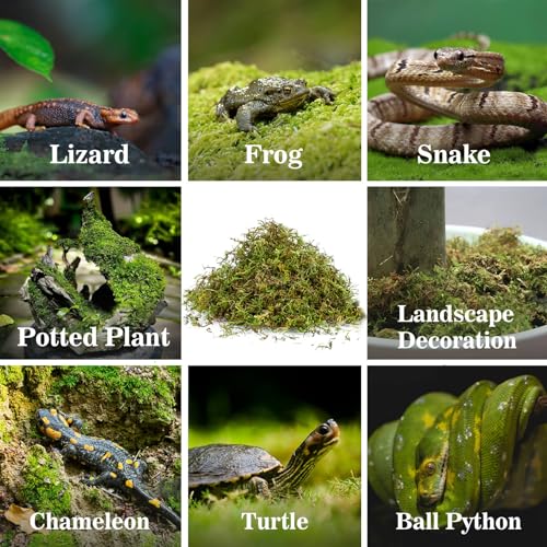 Sphagnum Moss for Reptiles (30 Ounces / Green)