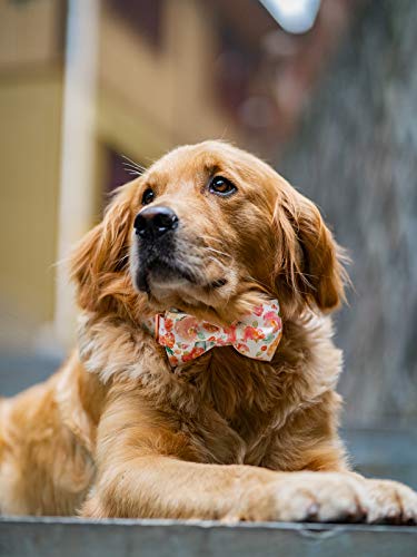 Dog Collar with Bow (Peach Floral / Large (Pack of 1))