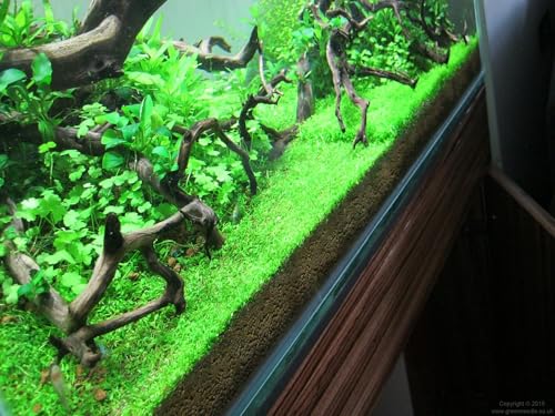 Foreground Potted Live Aquarium Plants (Potted Monte Carlo)