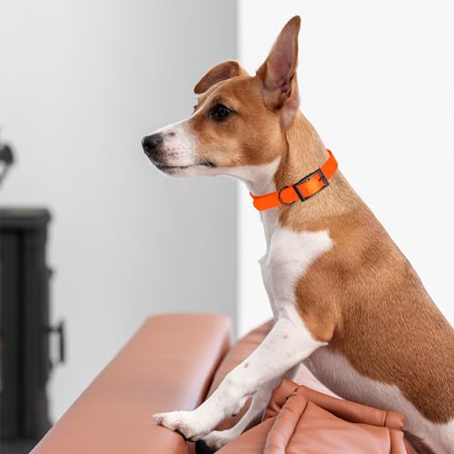 Biothane Waterproof Dog Collar Strong Coated Nylon Webbing with Black Hardware Odor