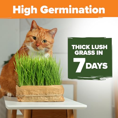 Cat Grass Seeds 16 oz