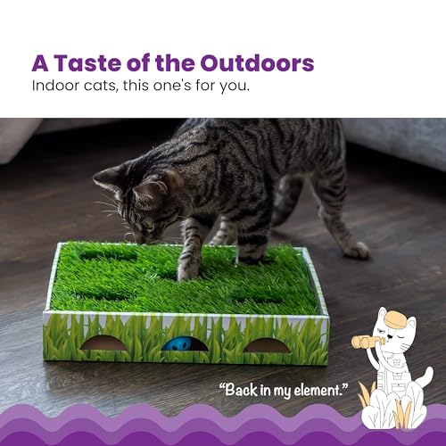 Grass Patch Hunting Box Cat Toy