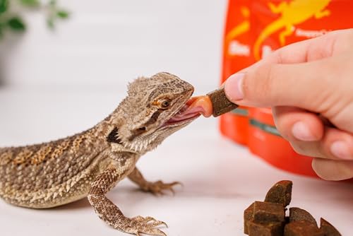 Bearded Dragon Food