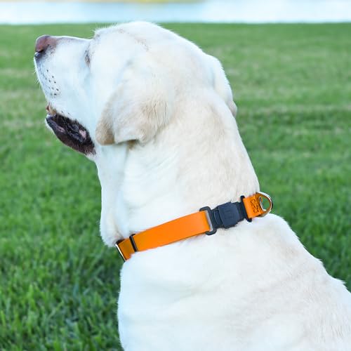 Biothane Waterproof Dog Collar with Herm Sprenger Black Stainless Steel Quick Release Buckle (W 1" x L 15"-25" / Tangerine Orange)