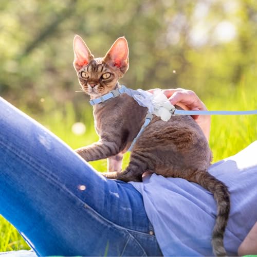Cat Harness and Leash Set (Ribbon Bear Blue)