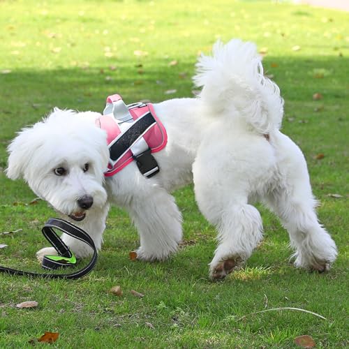 Dog Harness No (X-Small (Pack of 1) / Fuchsia)