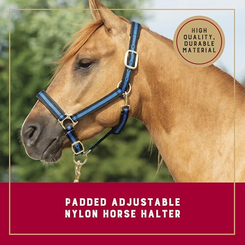 Nylon Horse Halter (Turquoise / 1" Average Horse)