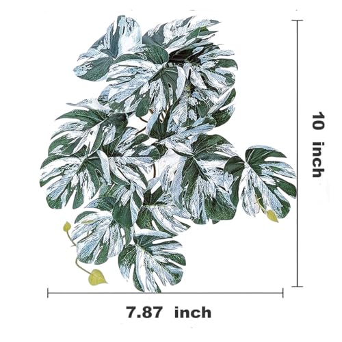 Reptile Plants for Terrarium (Monstera)
