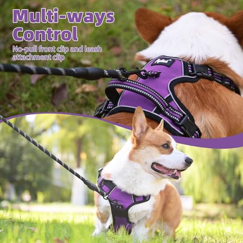 No Pull Dog Harness Small Sized (Purple / Small)
