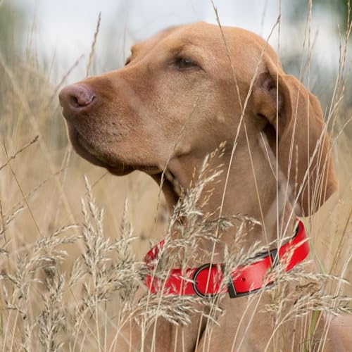 Biothane Waterproof Dog Collar Strong Coated Nylon Webbing with Black Hardware Odor (W1/2" x L9-12" / Cherry Red)