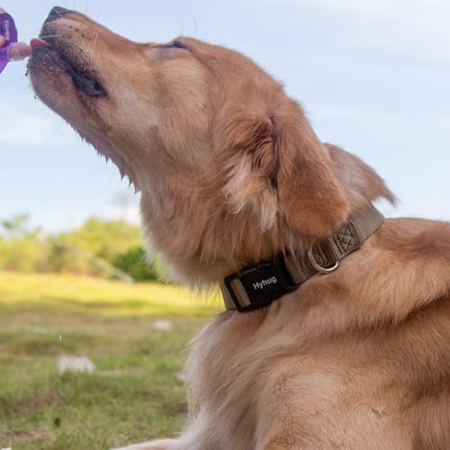 Green Dog Collar for Medium Dogs (Medium / Military Green)