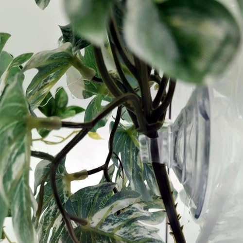 Reptile Plants for Terrarium (Monstera)