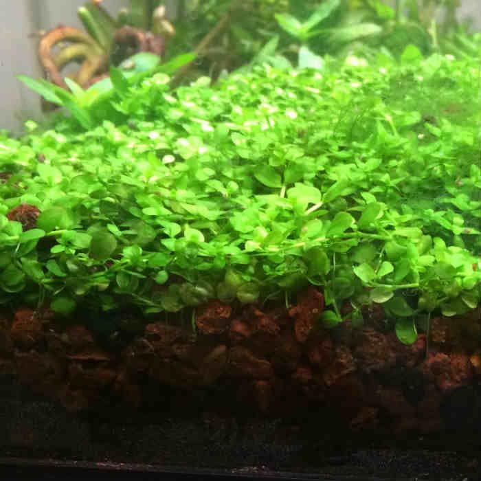 Foreground Potted Live Aquarium Plants (Potted Monte Carlo)