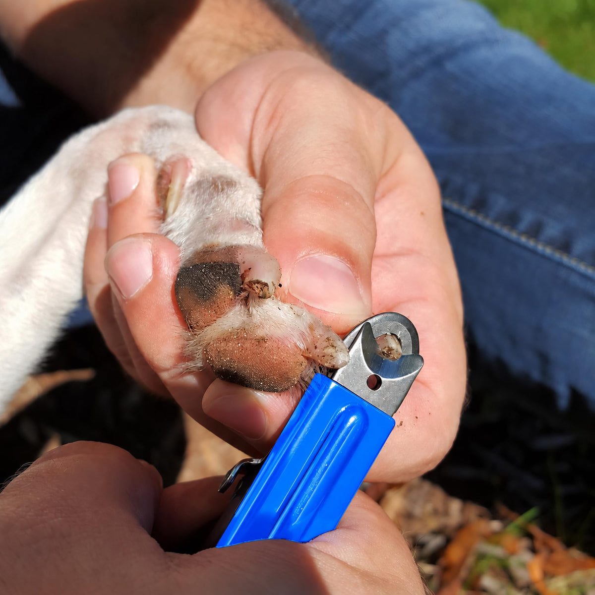Dog Nail Clippers (Regular / Nail Clipper)