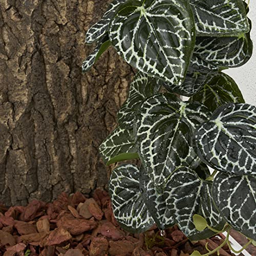 Fake Anthurium Crystallinum (Fake Anthurium Crystallinum)