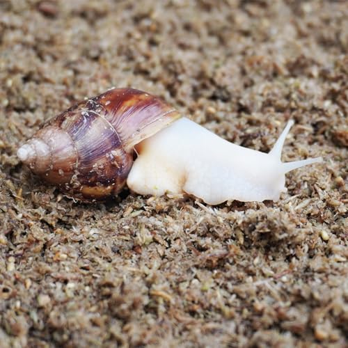 2 Quarts Organic Fiber Substrate for Pet Snail (2QT)