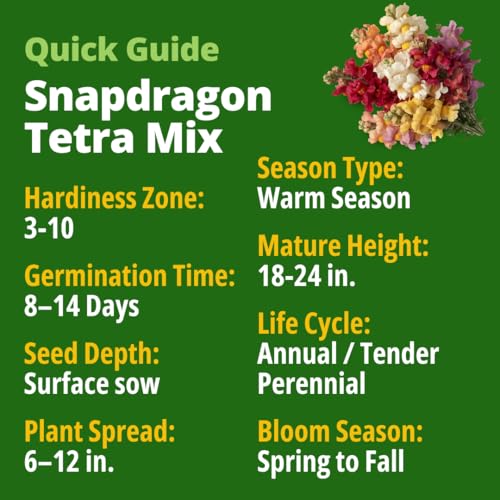 Snapdragon Seeds