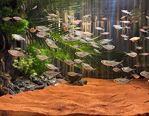 11lb Natural South American Rainforest Sand