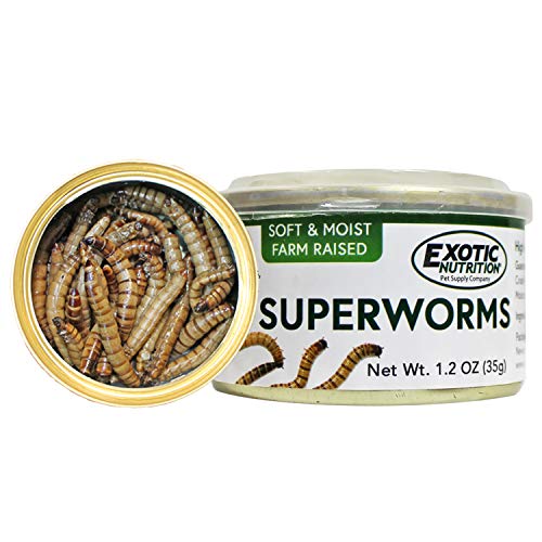 Canned Superworms