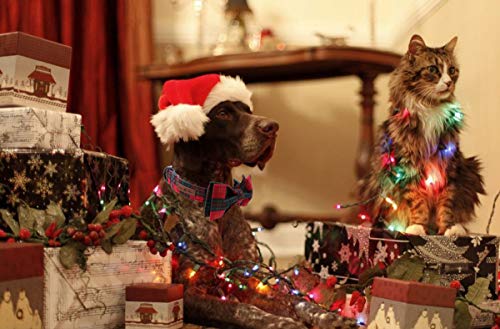 Christmas Dog and Cat Collar with Bowtie (Large (Pack of 1) / Red&Green Grid)