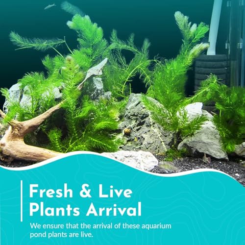 Hornwort Aquarium Plant (1 Pack)