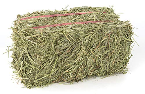 Timothy Hay Bale (5 Pound (Pack of 1))