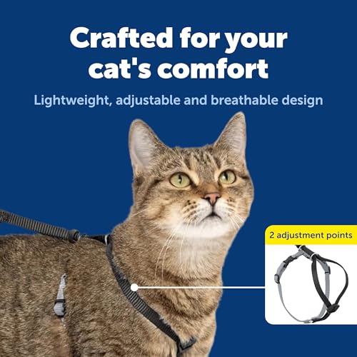 Come With Me Kitty Harness and Bungee Leash (Large (Pack of 1) / Black)