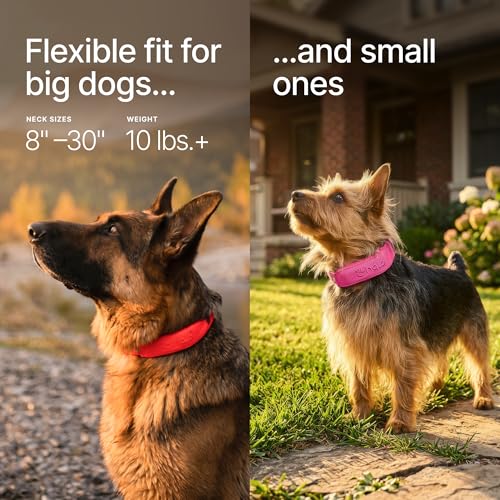 Collar 5 Wireless Dog Fence System (Graphite / One Size)