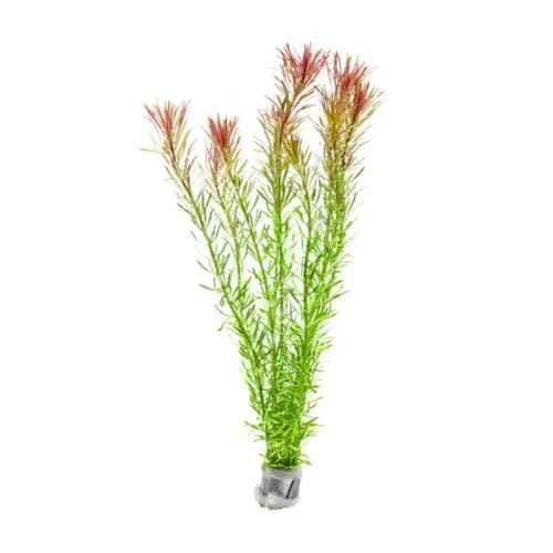 Live Aquarium Stem Plants (Lead Bunch / Rotala Bossii)