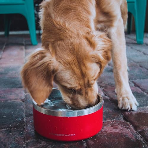 Coldest Dog Bowl (42 oz / Sahara Peach)