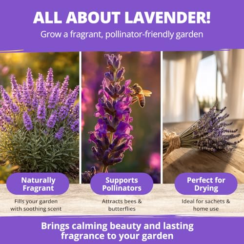 English Lavender Seeds